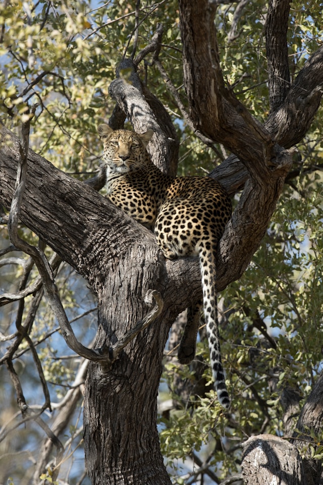 Leopard resting on a tree branch at Londolozi