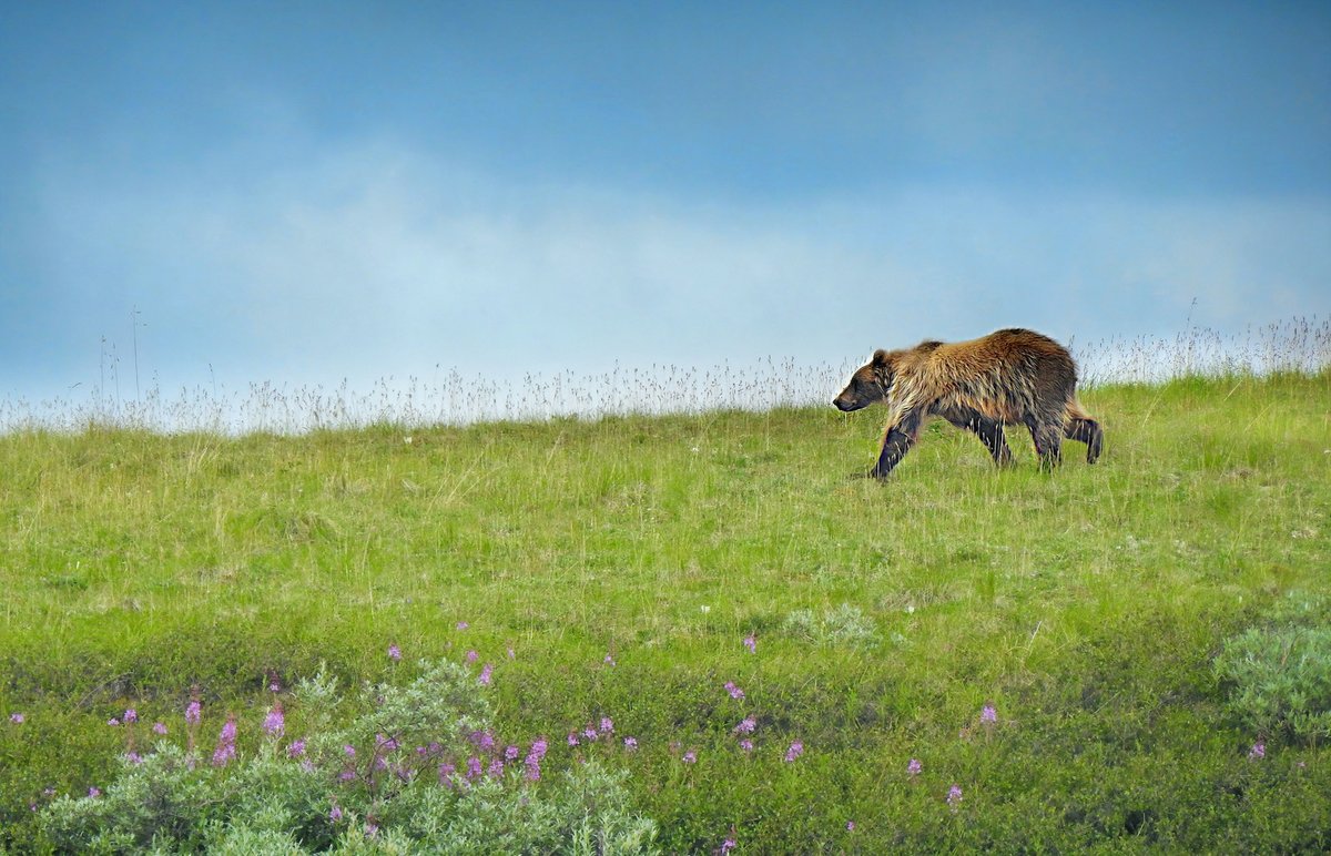 A brown bear walking across a green tundra hillside under a pale blue sky
