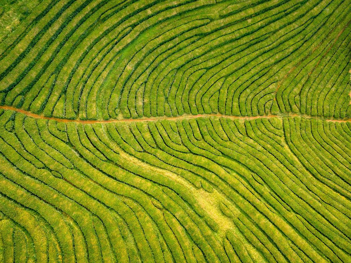 Aerial view of green tea rows on a hillside, similar to São Miguel’s plantation landscapes