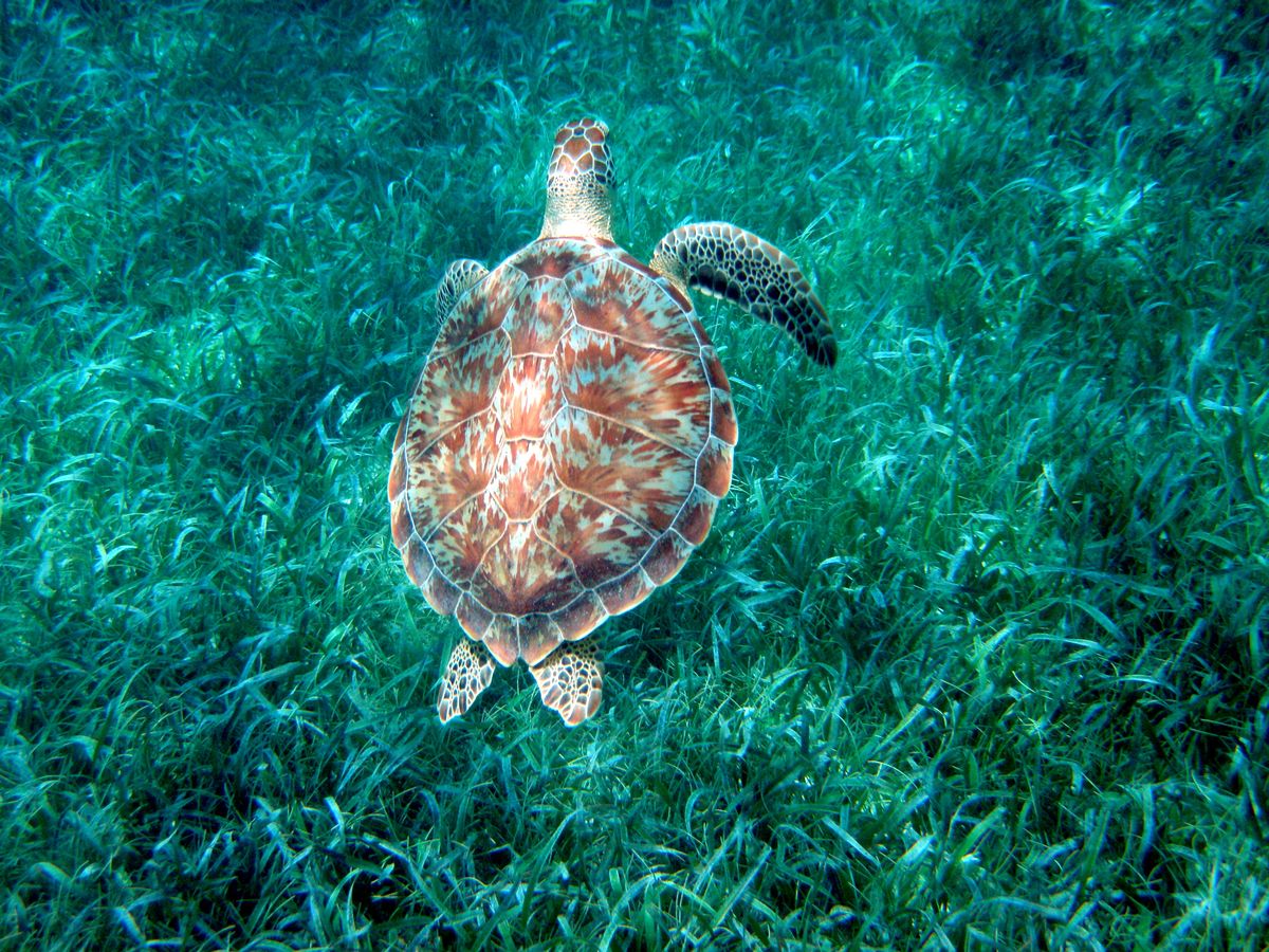 A green sea turtle swimming over a seagrass meadow at Hol Chan Marine Reserve off Ambergris Caye, Belize