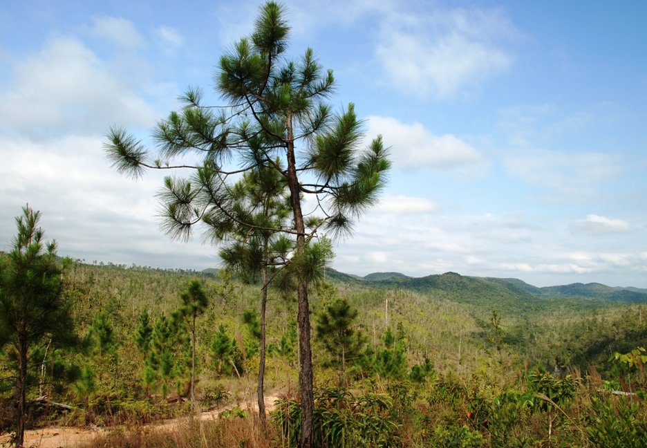 Honduras pine trees across the hills of Mountain Pine Ridge Forest Reserve in Belize