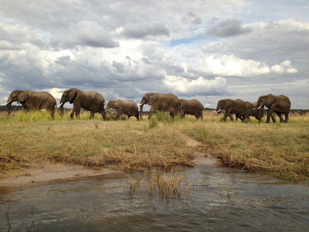 Herd of African elephants walking in single file along a grassy Chobe riverbank under a cloudy sky
