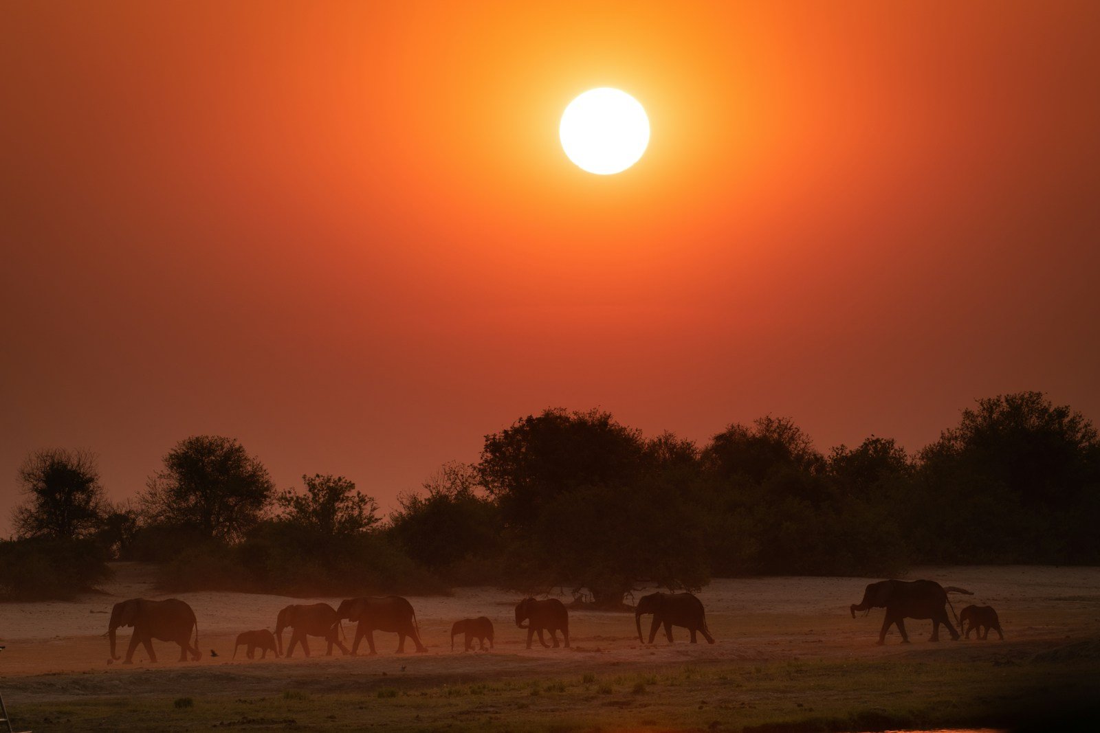 Silhouetted herd of elephants walking across a dusty plain under a glowing orange African sunset