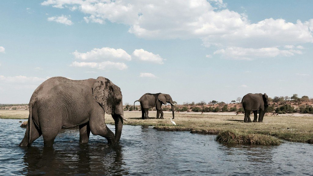 African elephants at the water’s edge on a grassy plain under a soft cloudy sky in Botswana
