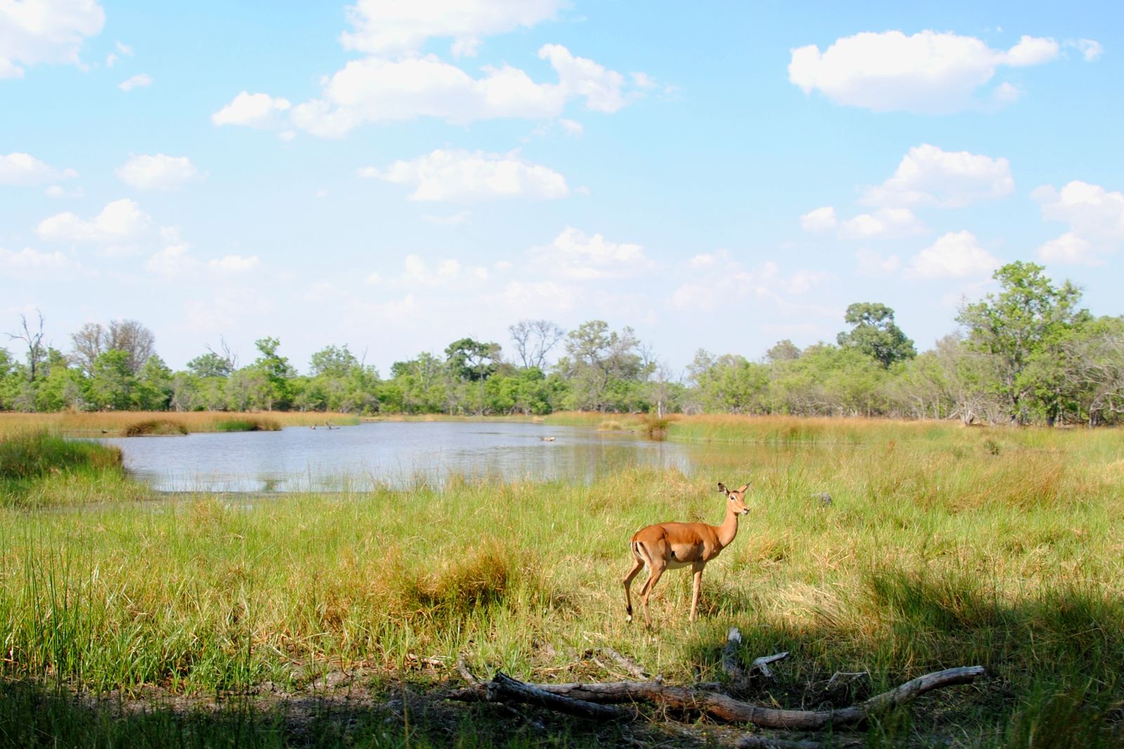 Impala standing in golden grass in Moremi Game Reserve, Botswana