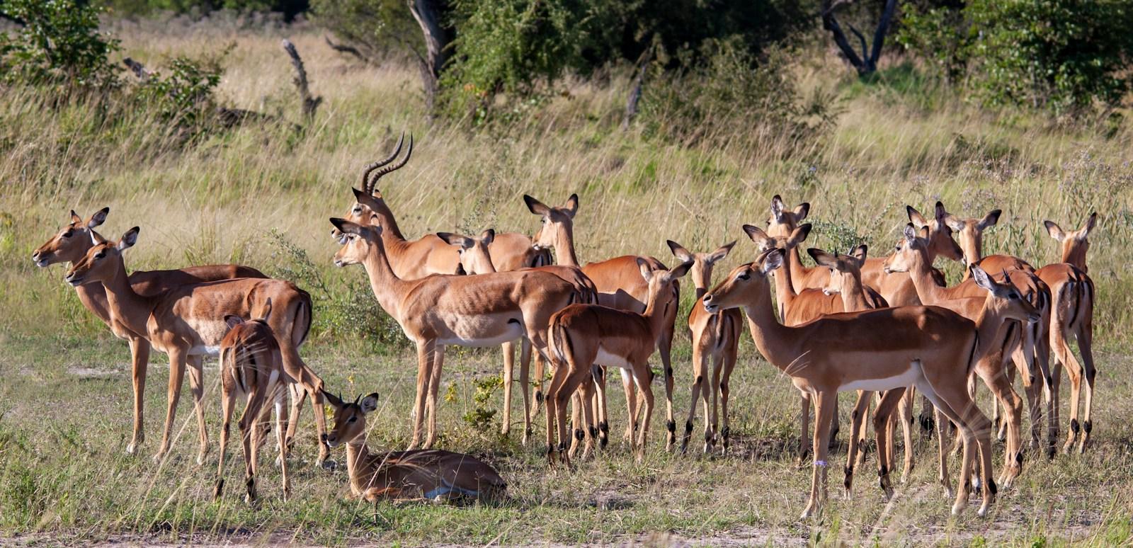 Herd of antelope standing in open grassland during a Botswana safari game drive