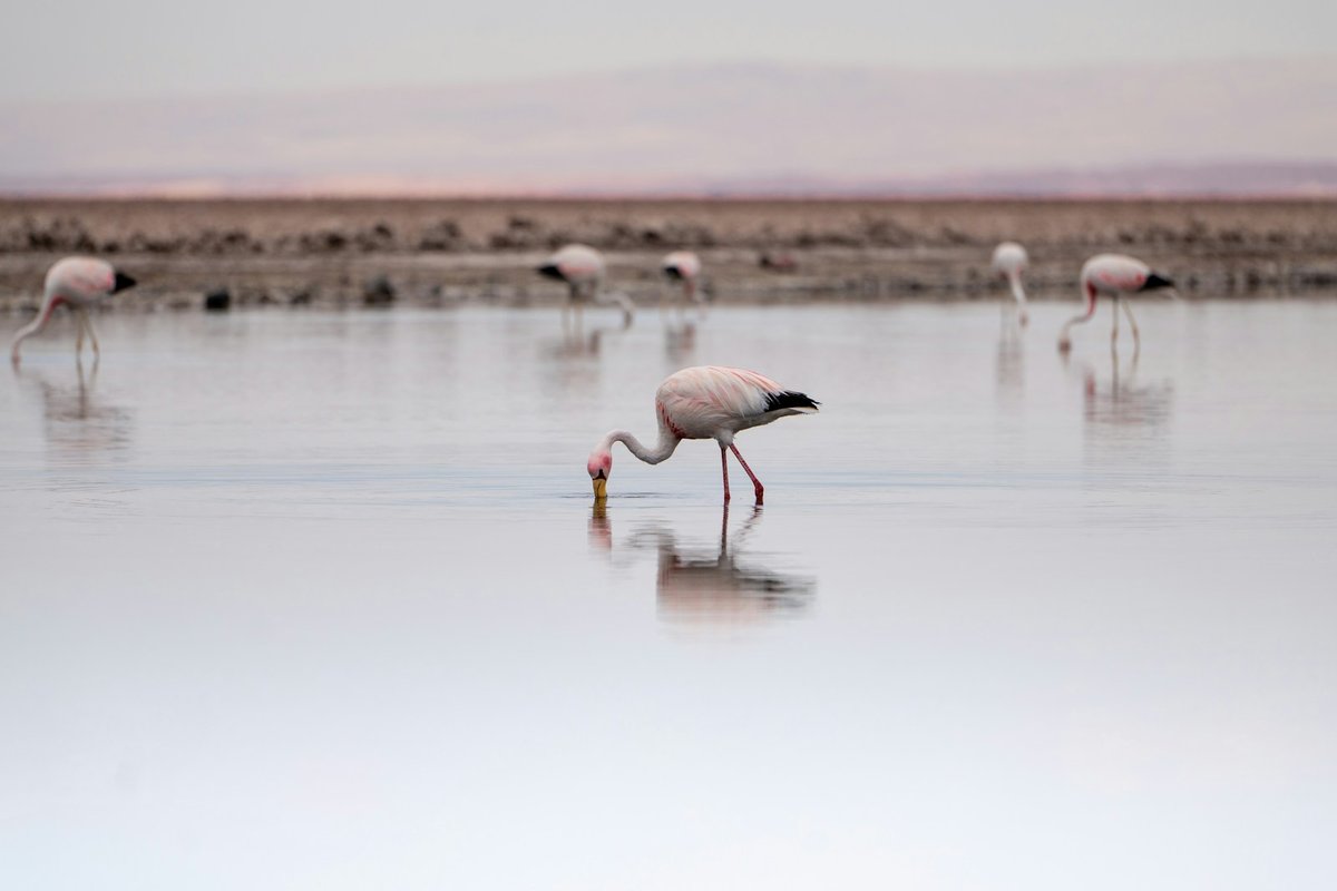 A flock of flamingos standing in shallow water on a salt flat in the Atacama Desert
