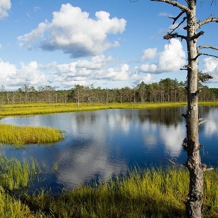 Bog pool reflecting blue sky and clouds among yellow-green marsh grass in Lahemaa National Park