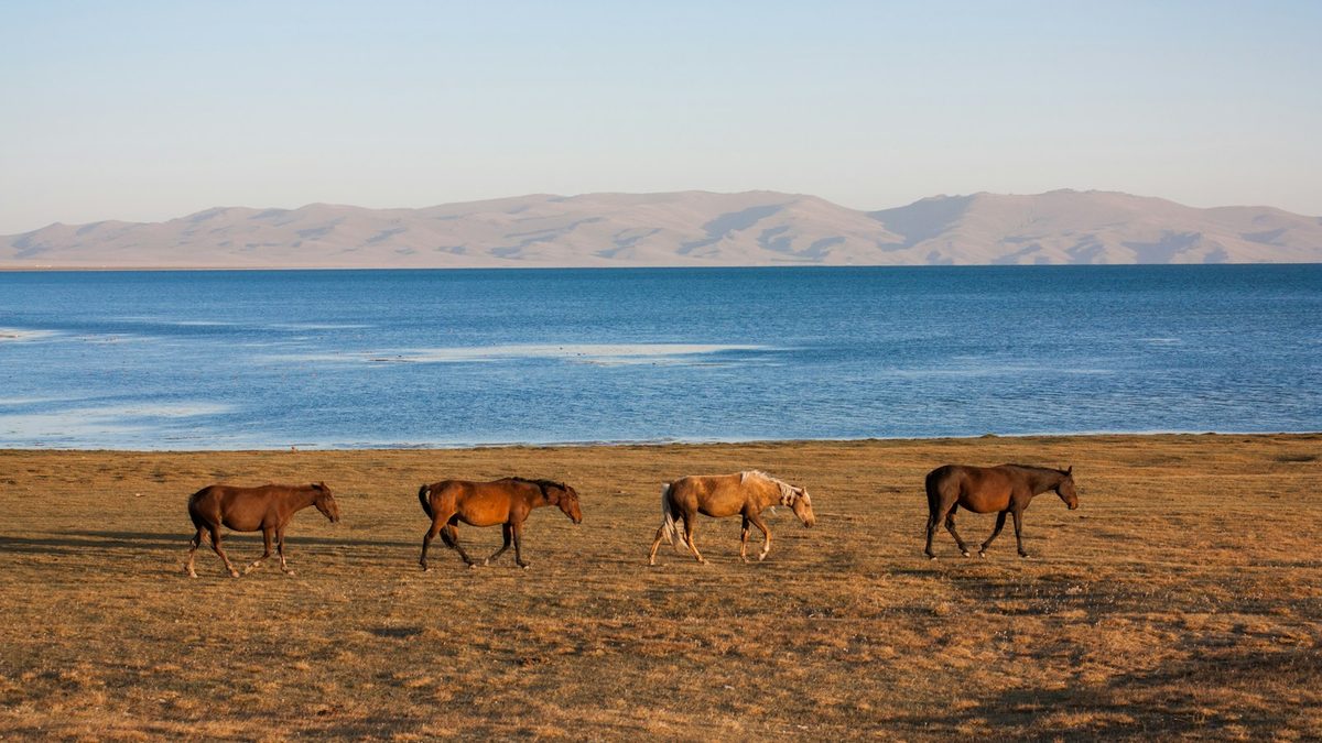 Horses walking along the grassy shoreline of Song-Kol Lake in Kyrgyzstan, with deep blue water and dry mountain ranges in the background