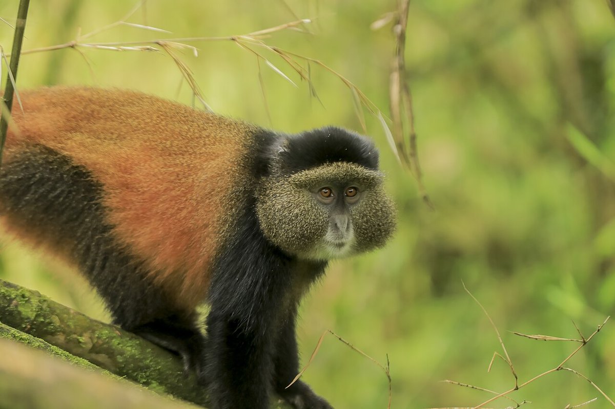 Golden monkey in bamboo forest habitat in the Virunga region